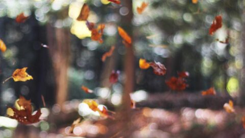 Aspernatur aut molestias ab eaque amet ea