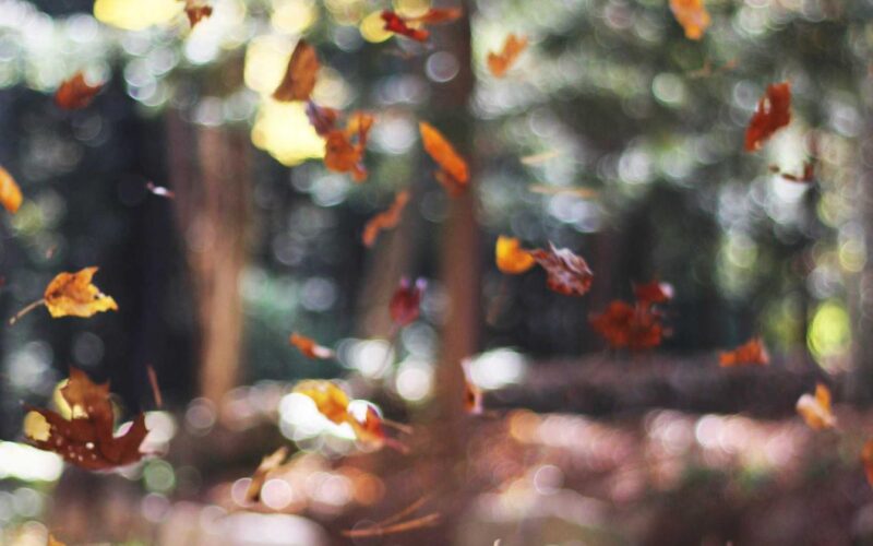 Aspernatur aut molestias ab eaque amet ea